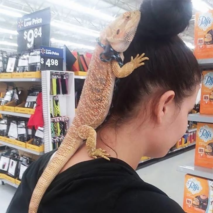 Lizard’s Day Out
