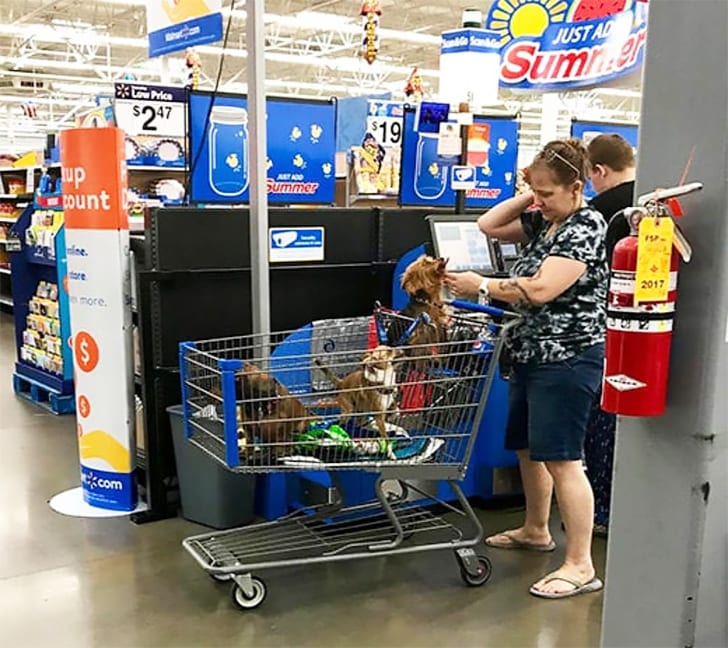VIP Furry Shopping Partners